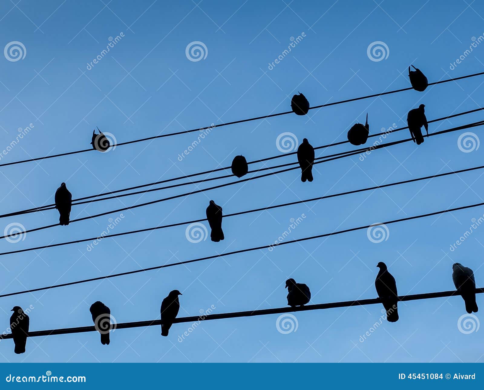 Birds on Power Lines with Blue Sky Background Stock Photo Image of