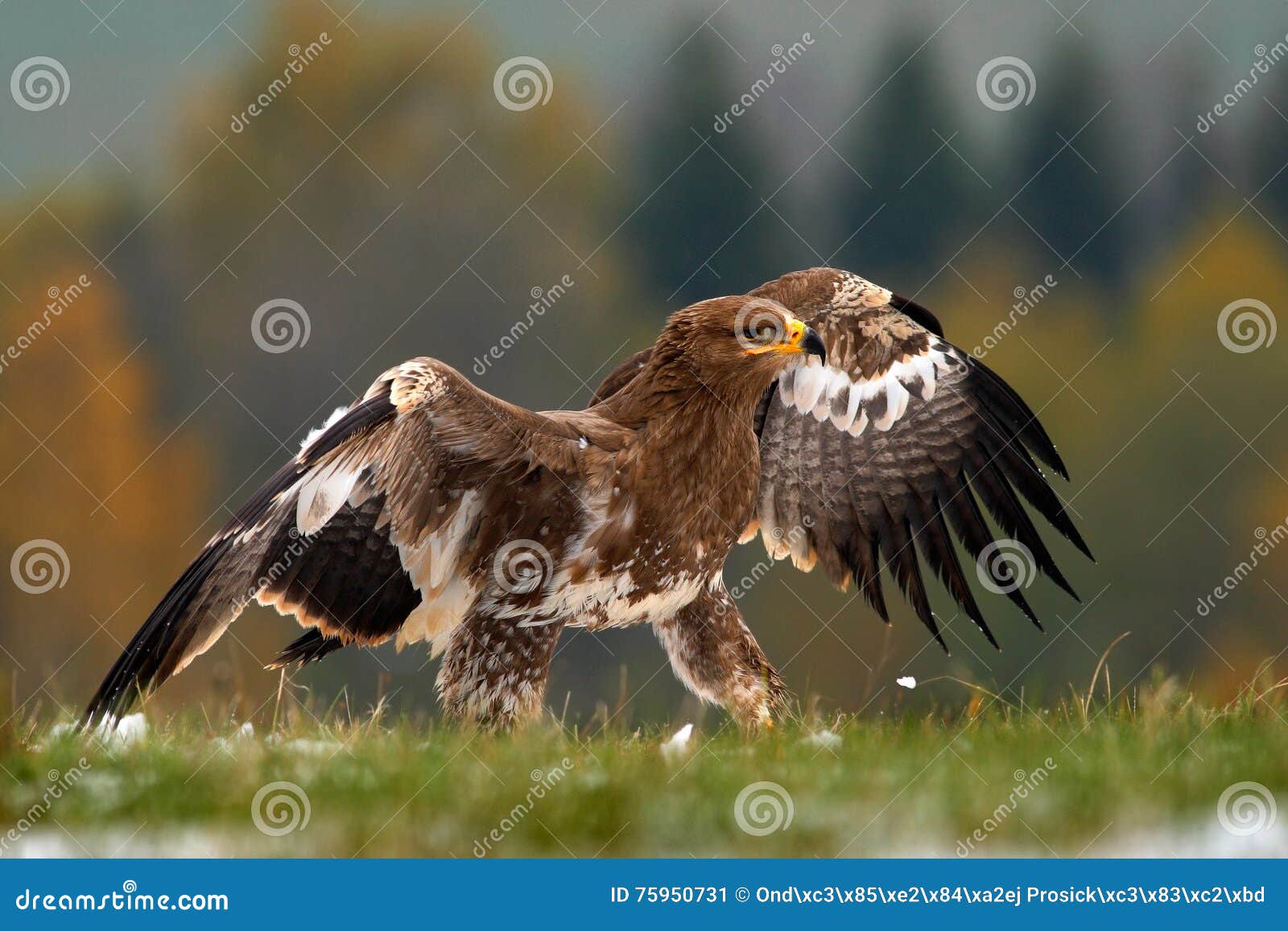 Birds of Prey on the Meadow with Autumn Forest in the Background