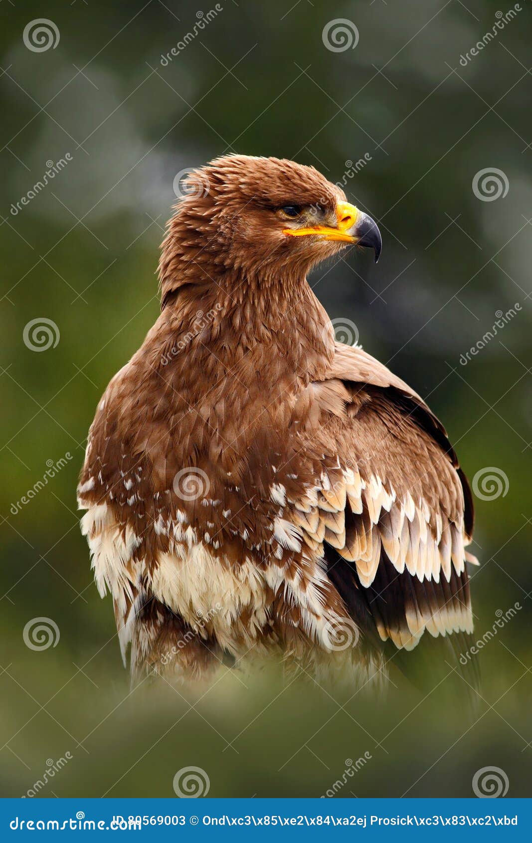 Birds of Prey on the Meadow with Autumn Forest in the Background