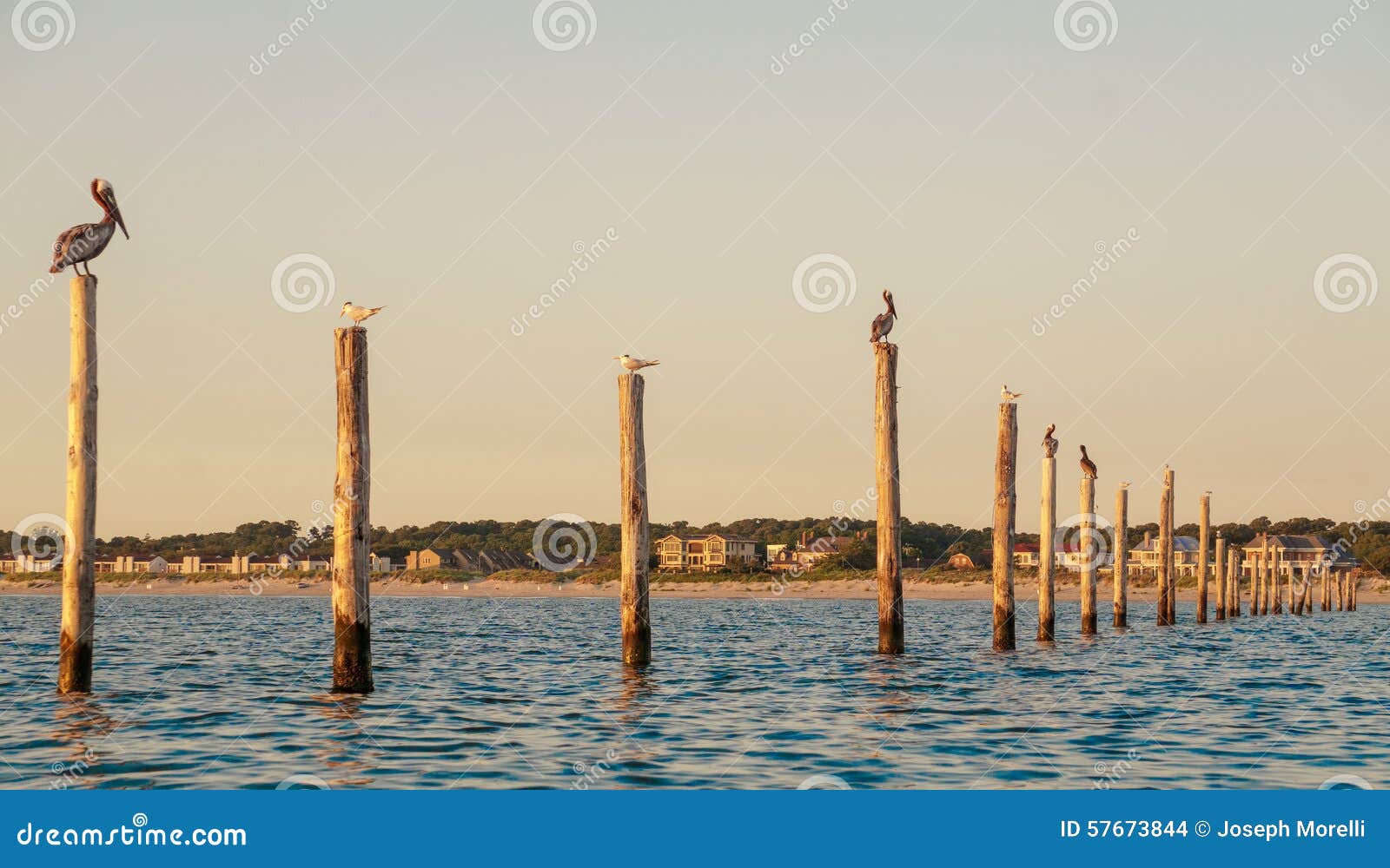 birds on pylons