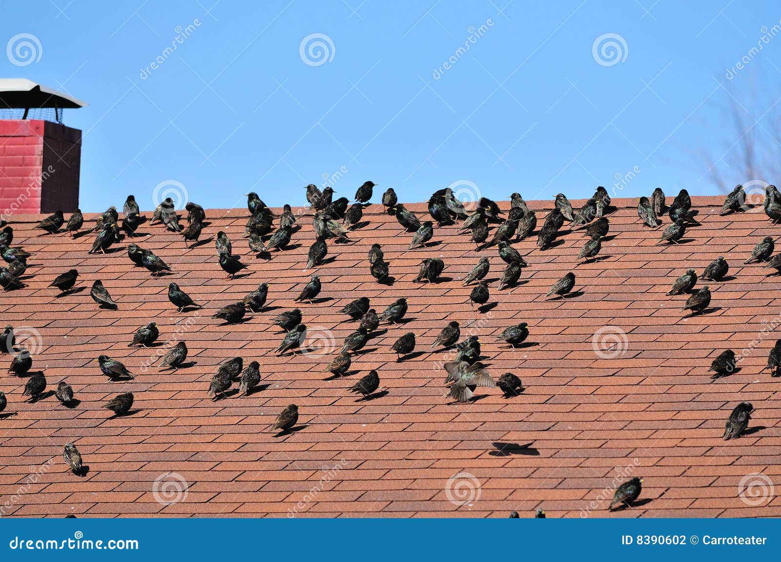 Birds on the roof stock photo. Image of house, perching 8390602