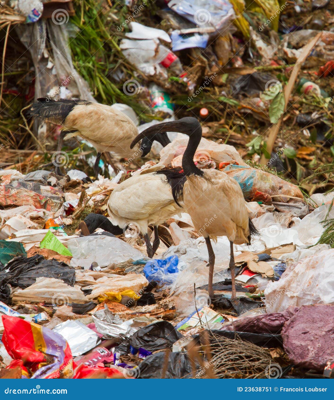 Birds at rubbish dump stock image. Image of birds, domestic 23638751