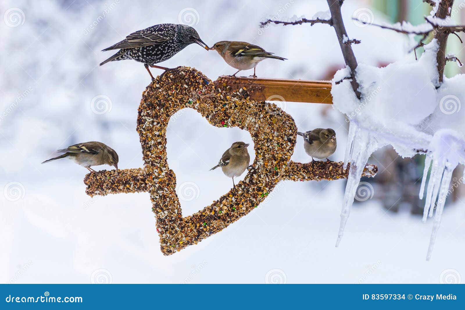 Birds on Seed Heart Ornament in Winter Stock Photo Image of birdseed