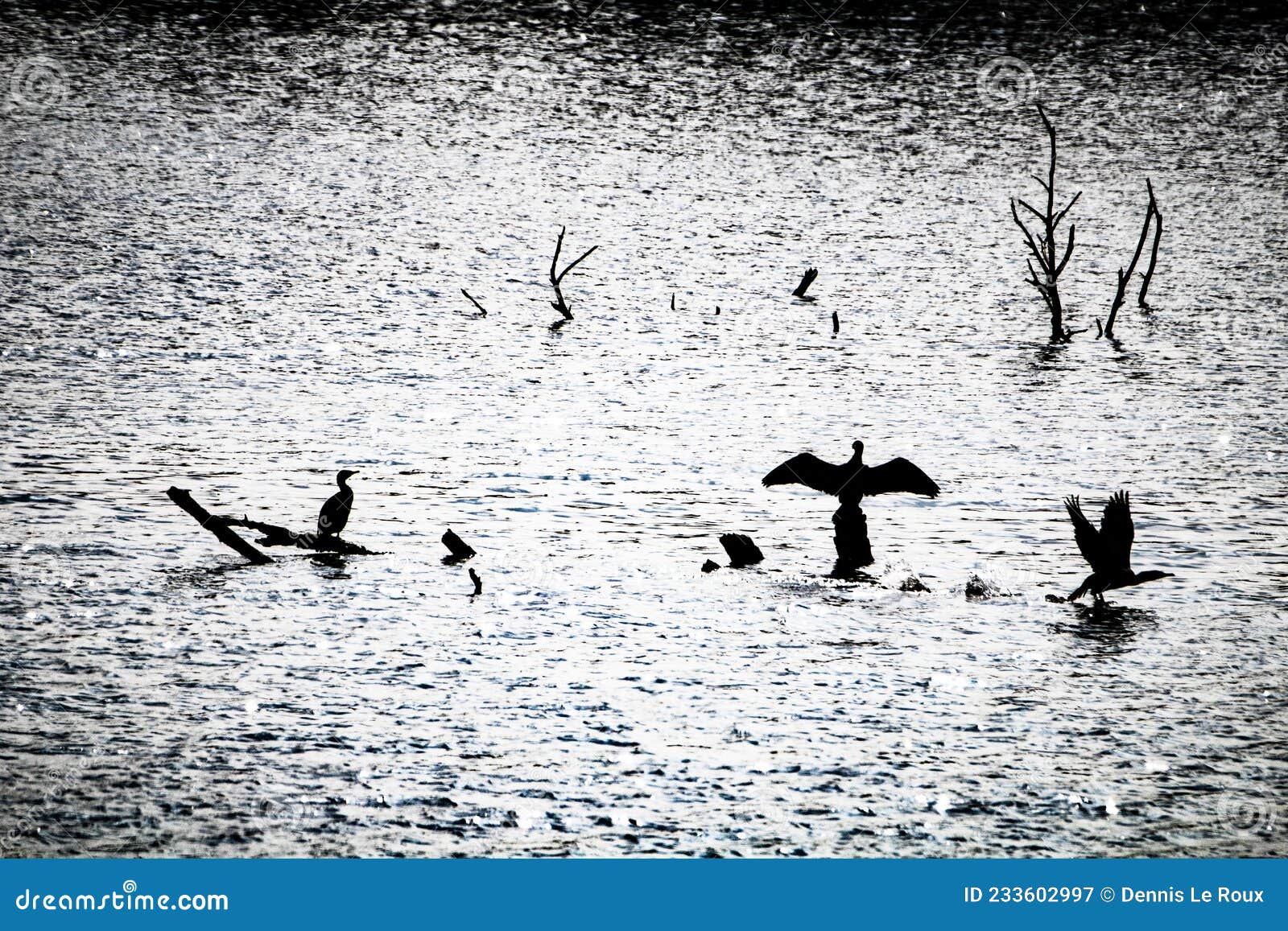 Birds silhouette water stock image. Image of snow, seabird 233602997