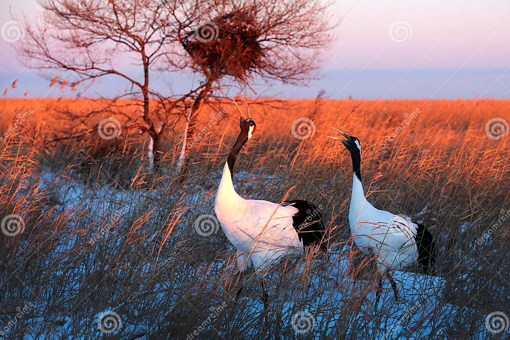 Birds sing stock image. Image of redcrowned, plant, endangered - 27303575
