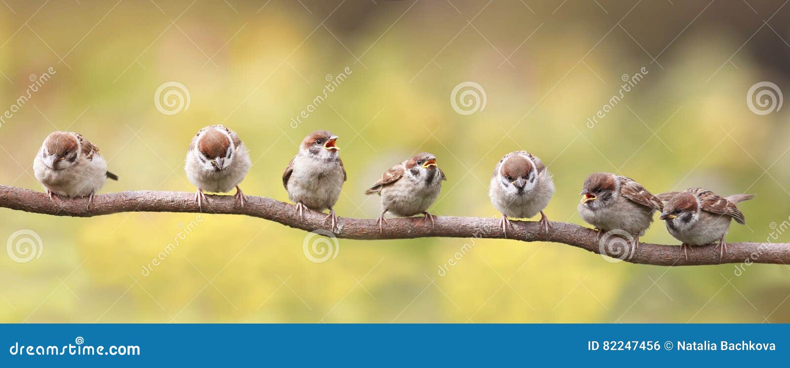 birds sitting on a branch funny opened their beaks in anticipation of the parents