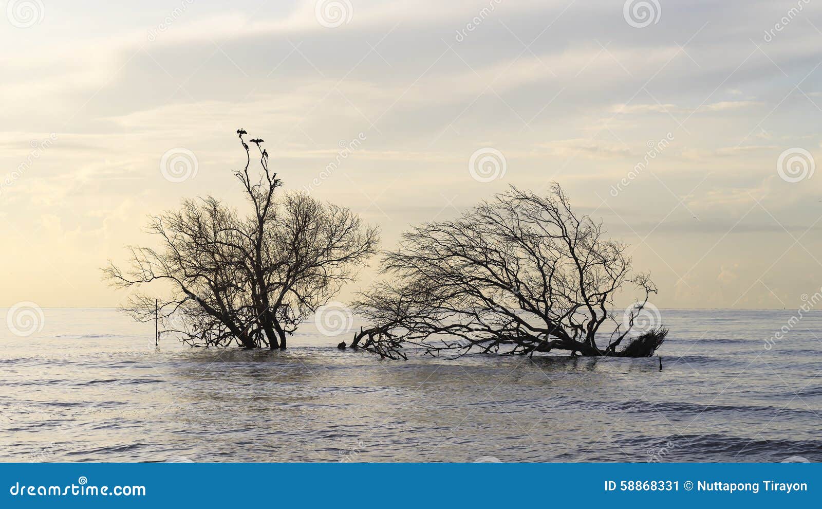 Birds sitting on mangrove trees at coast