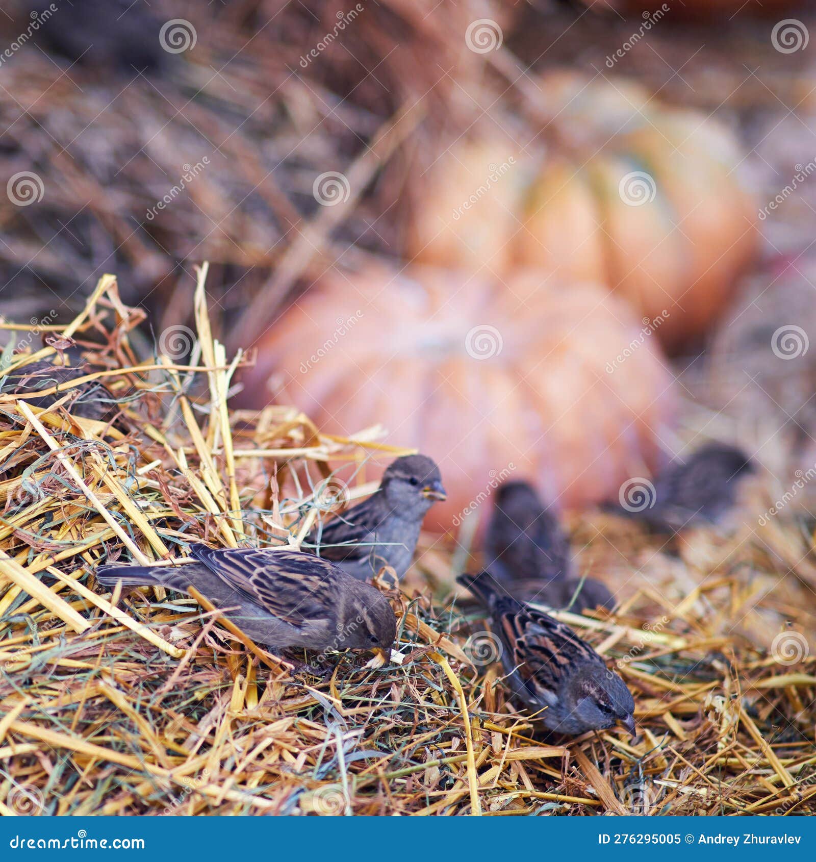 Birds Sparrows Peck Harmful Insects in the Hay during Harvest Stock