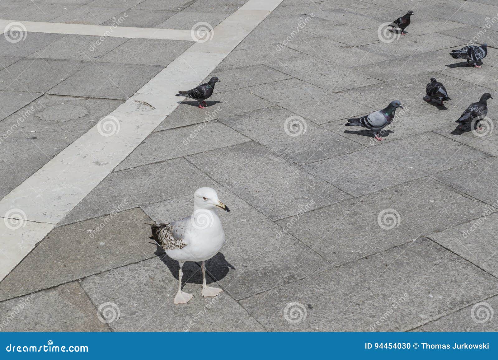 birds on square of san marco, venice.
