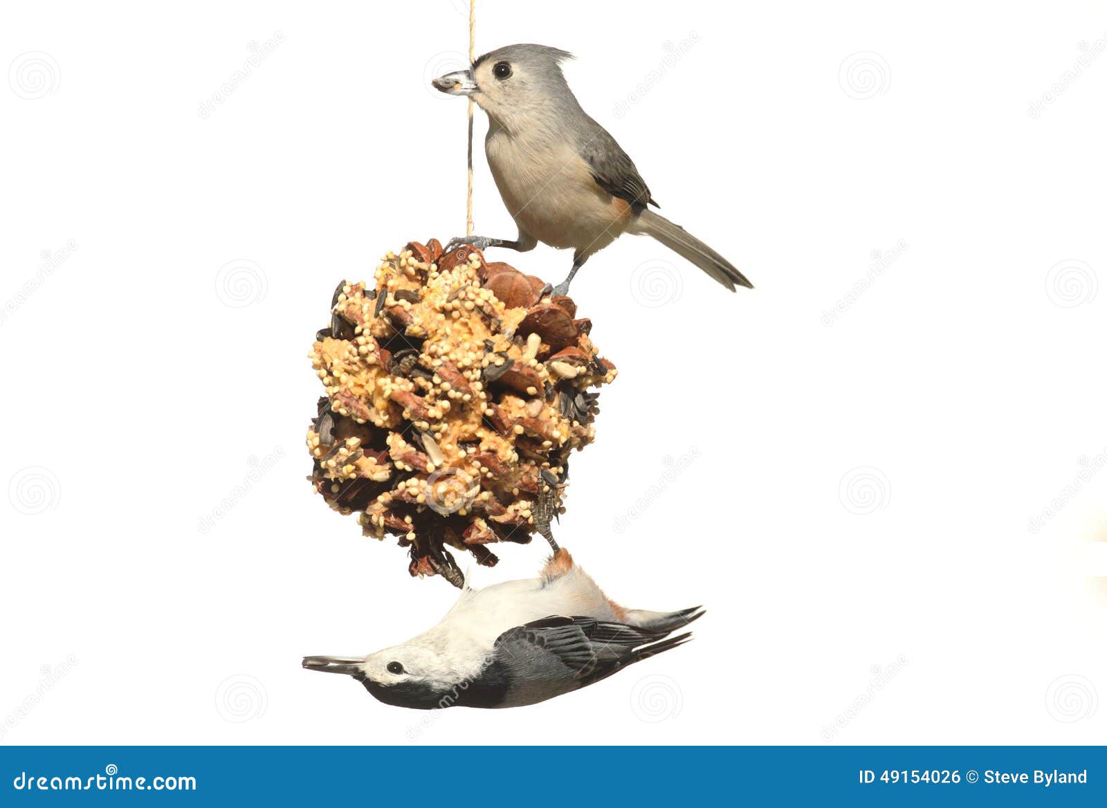 birds on a suet feeder on white