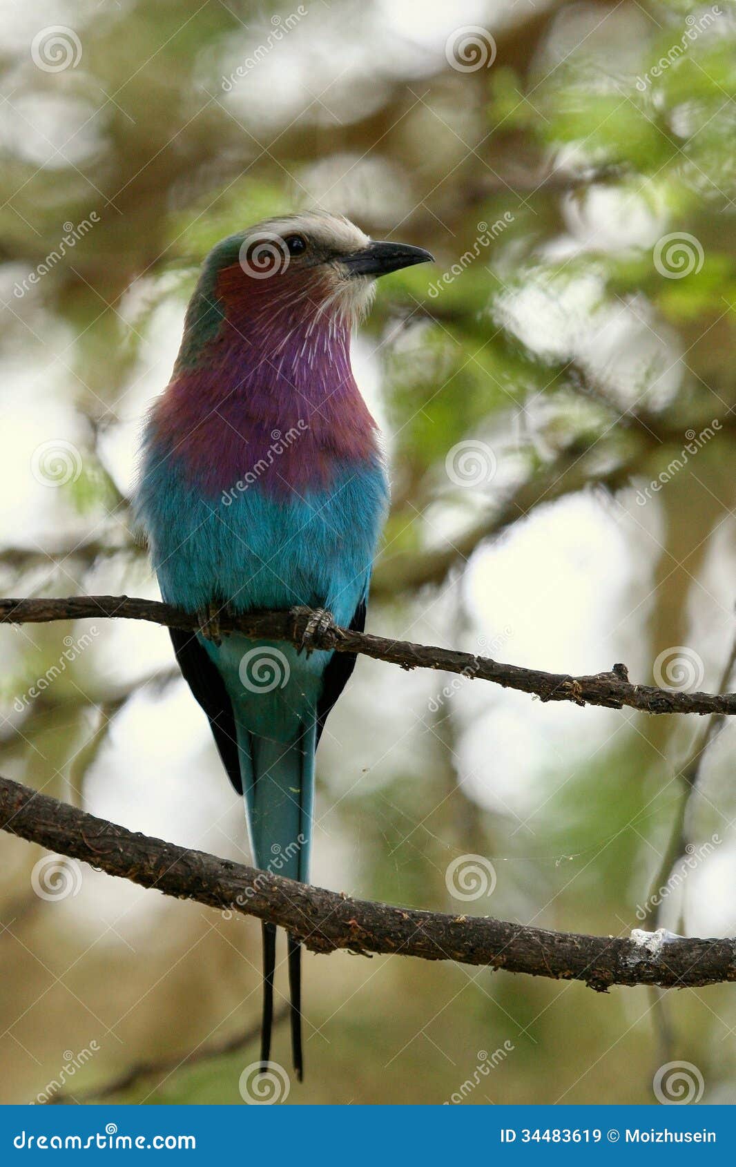 Birds of Tanzania stock image. Image of blue, feather 34483619