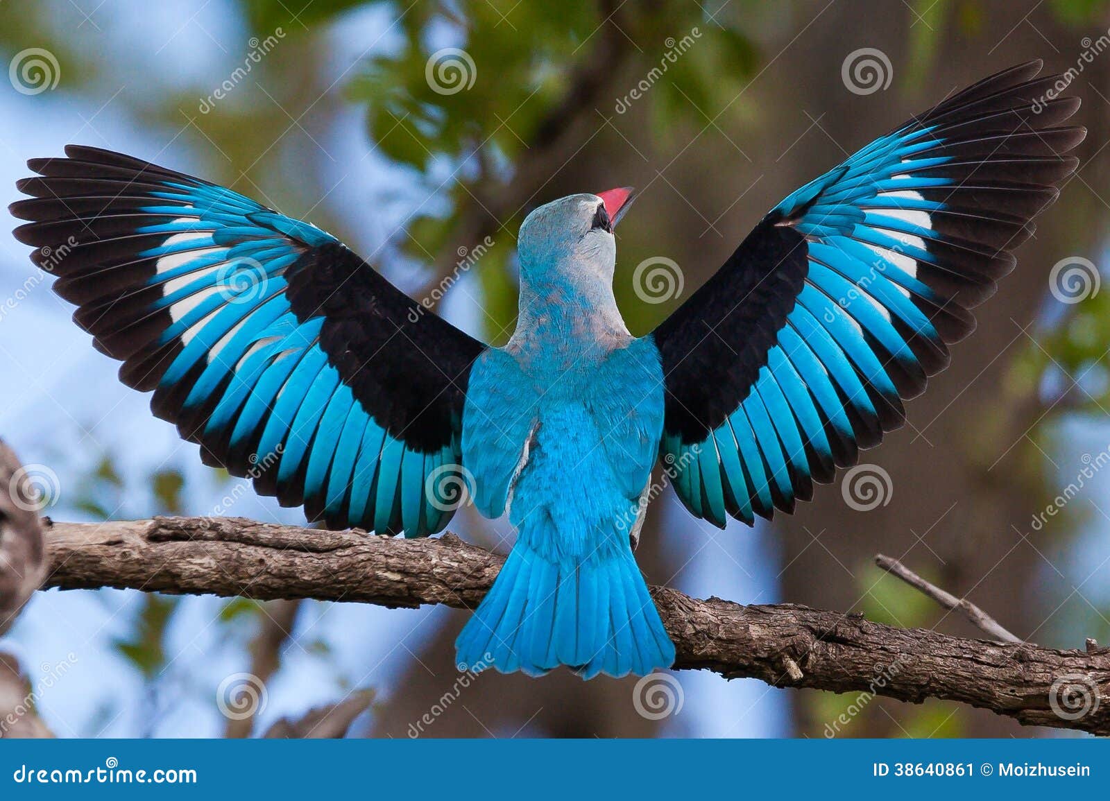 birds of tanzania