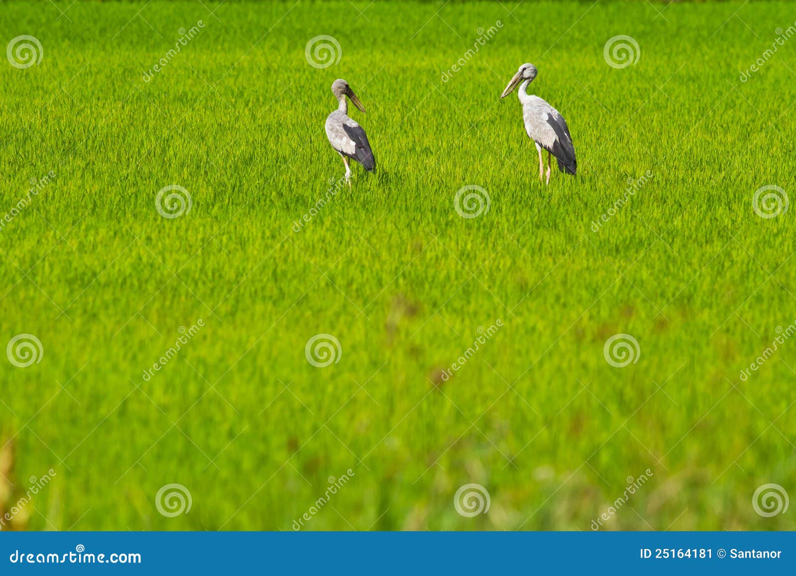 Birds on thr rice field stock image. Image of wing, grass 25164181