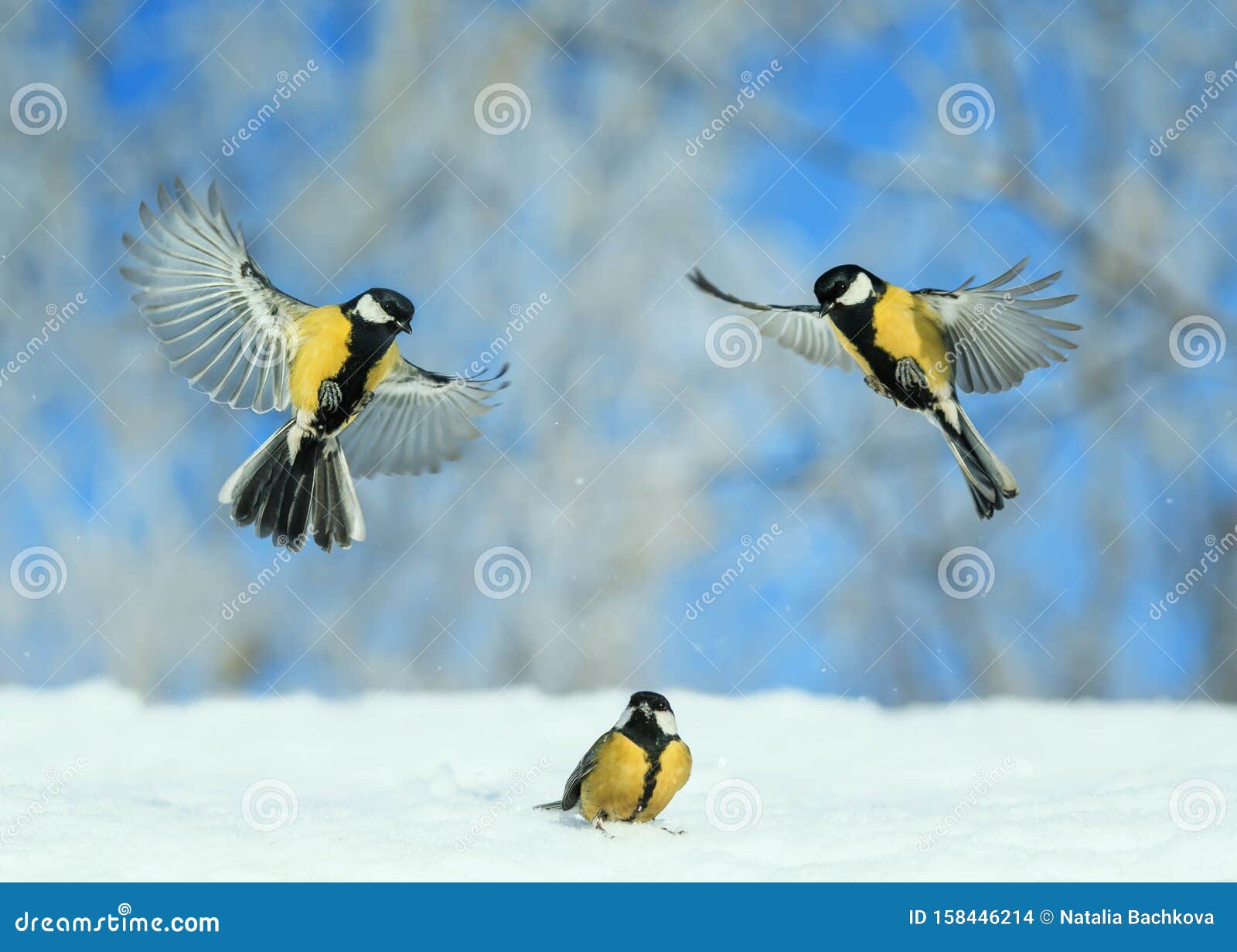 928 Little Tits Stock Photos - Free & Royalty-Free Stock Photos from  Dreamstime