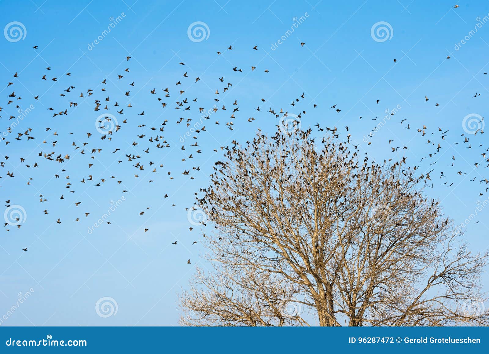 Birds on Tree. Blue Sky Background. Stock Photo Image of ebre, nature