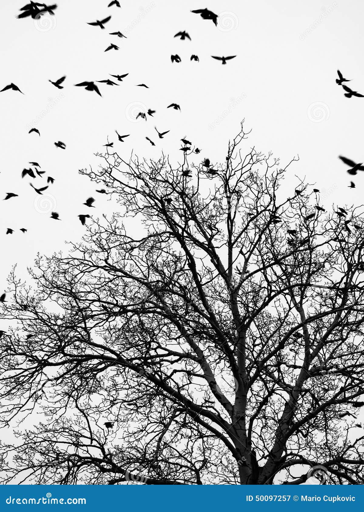 Birds and trees stock image. Image of background, animal - 50097257