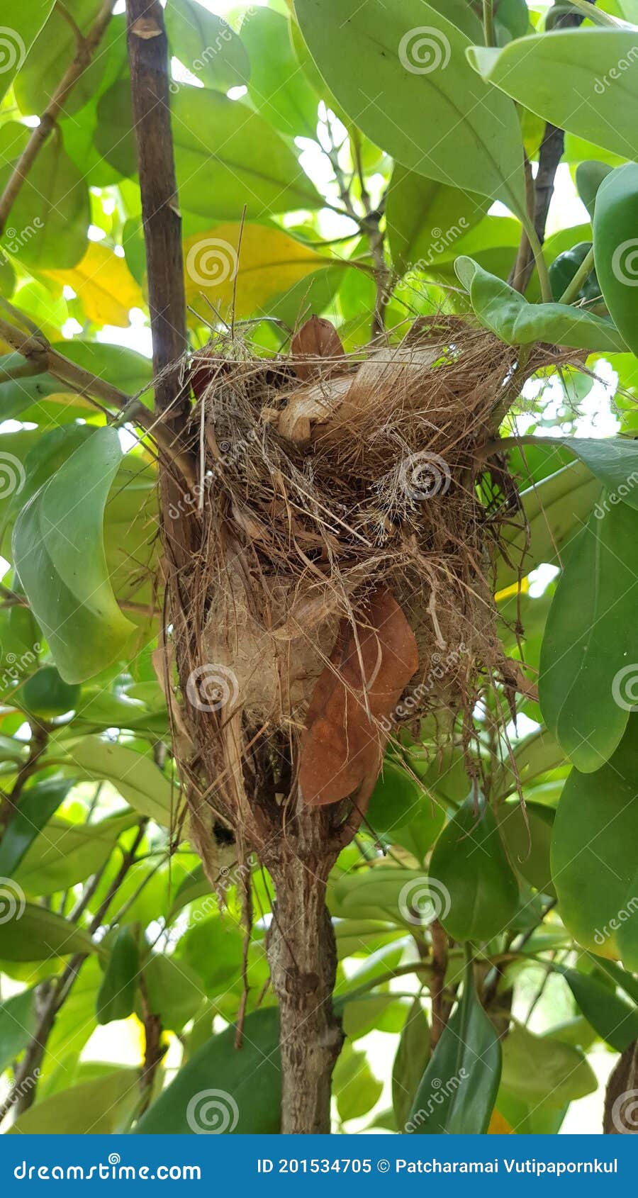 The Birds Use the Litter Nest Under the Tree Stock Image Image of