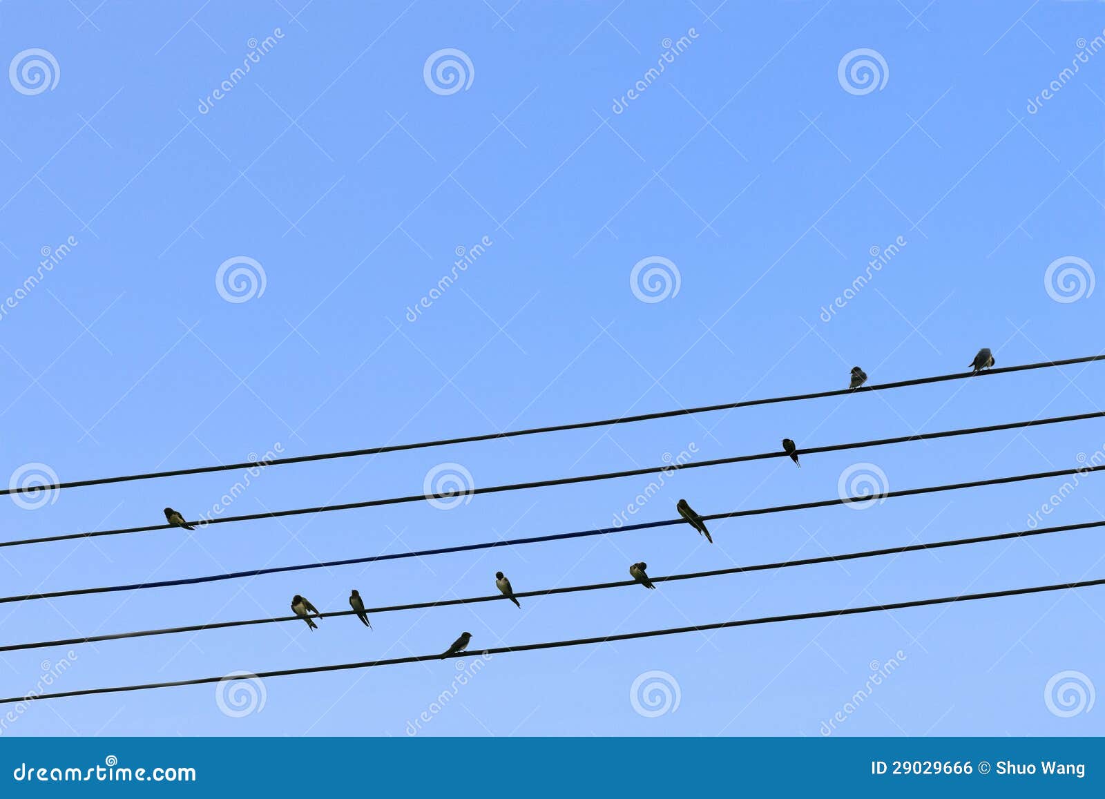 birds on a wire