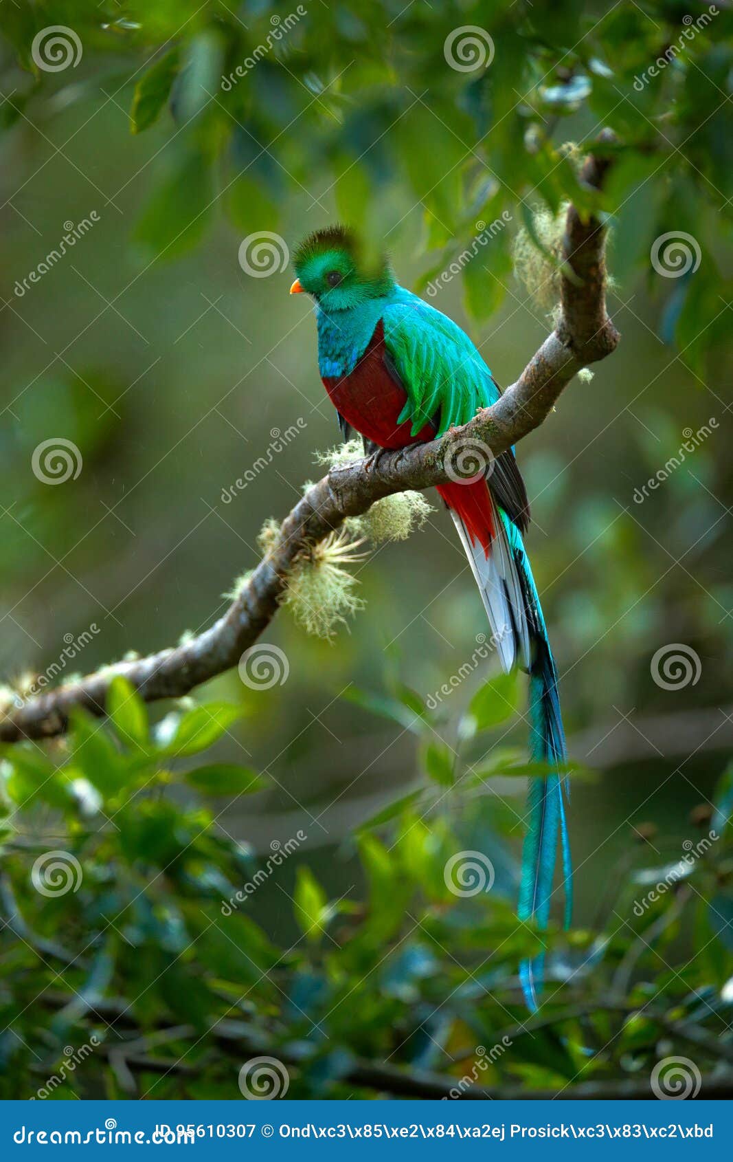 birdwatching in america. exotic bird with long tail. resplendent quetzal, pharomachrus mocinno, magnificent sacred green bird from