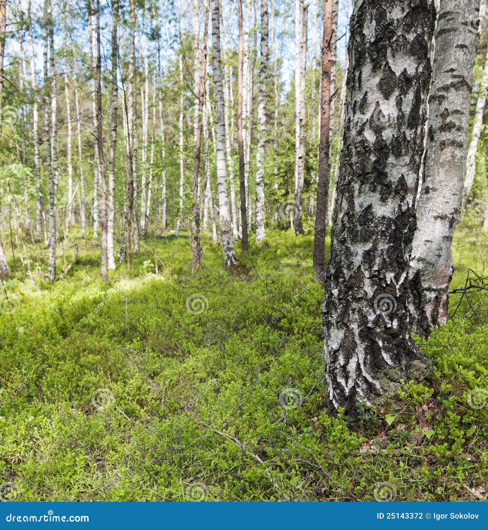 Birkenholz stockfoto. Bild von beere, birke, betrieb 25143372