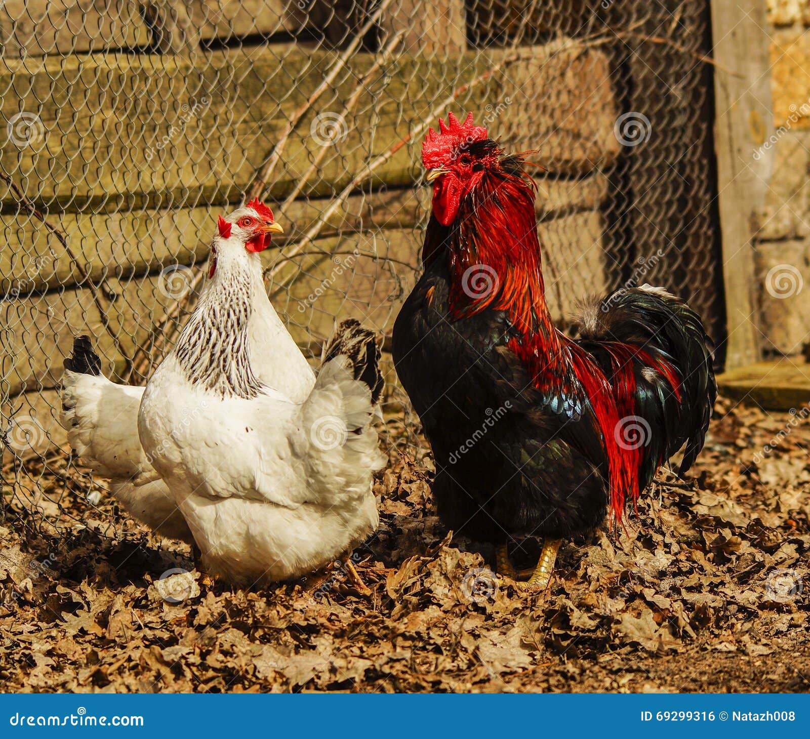 Birkhahn, Der Aus Den Grund Nahe Bei Einem Weißen Huhn Steht Stockfoto ...