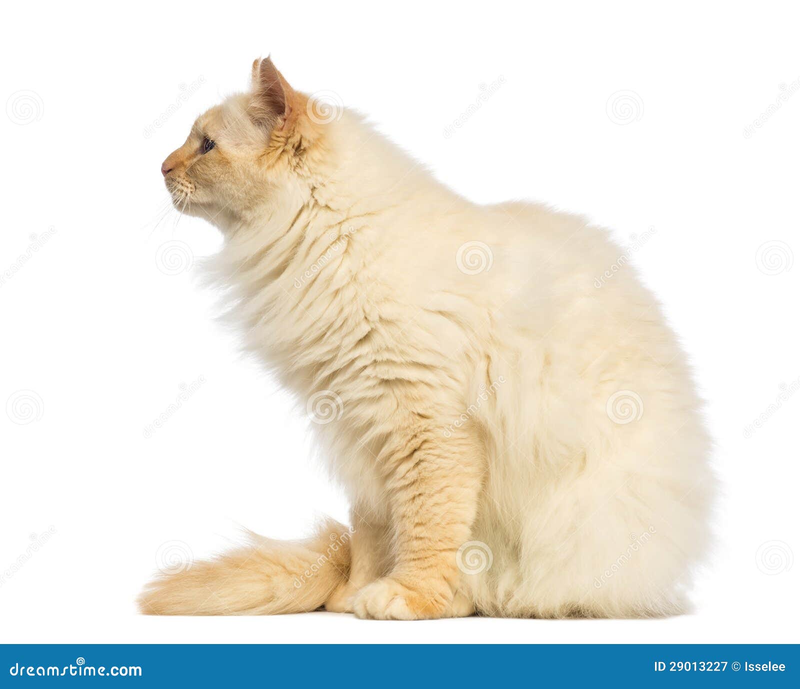 Кот сбоку