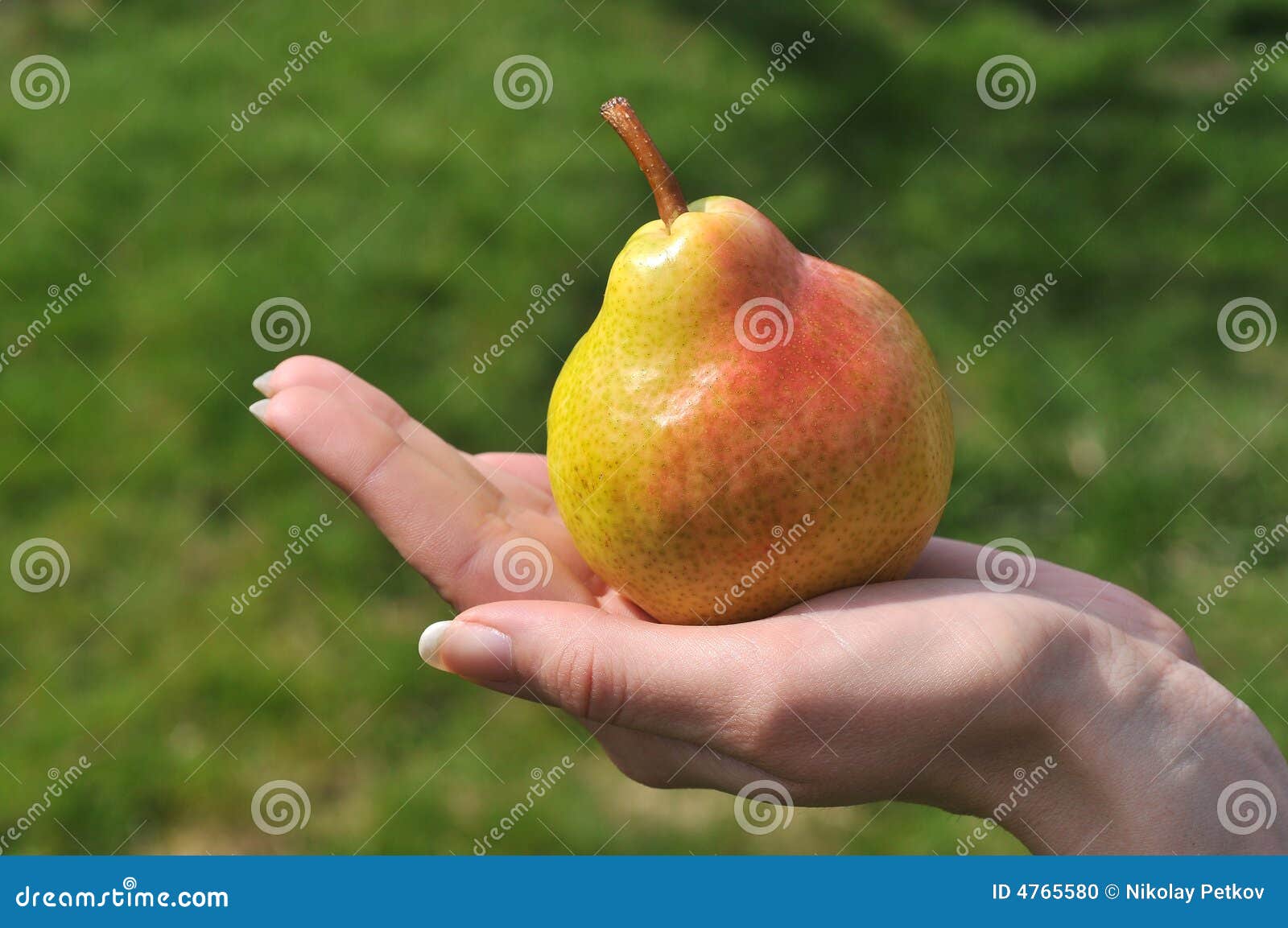 Груша сорт Заречная