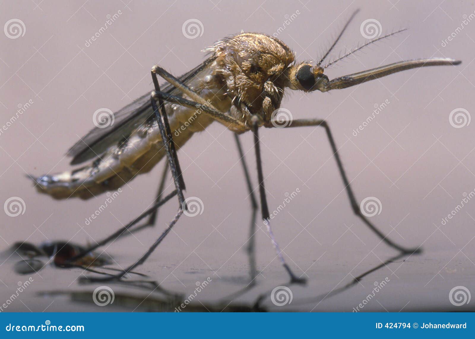the birth of a female mosquito