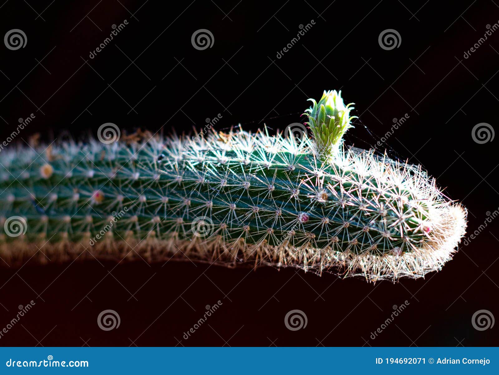 birth of a flower in a cactus