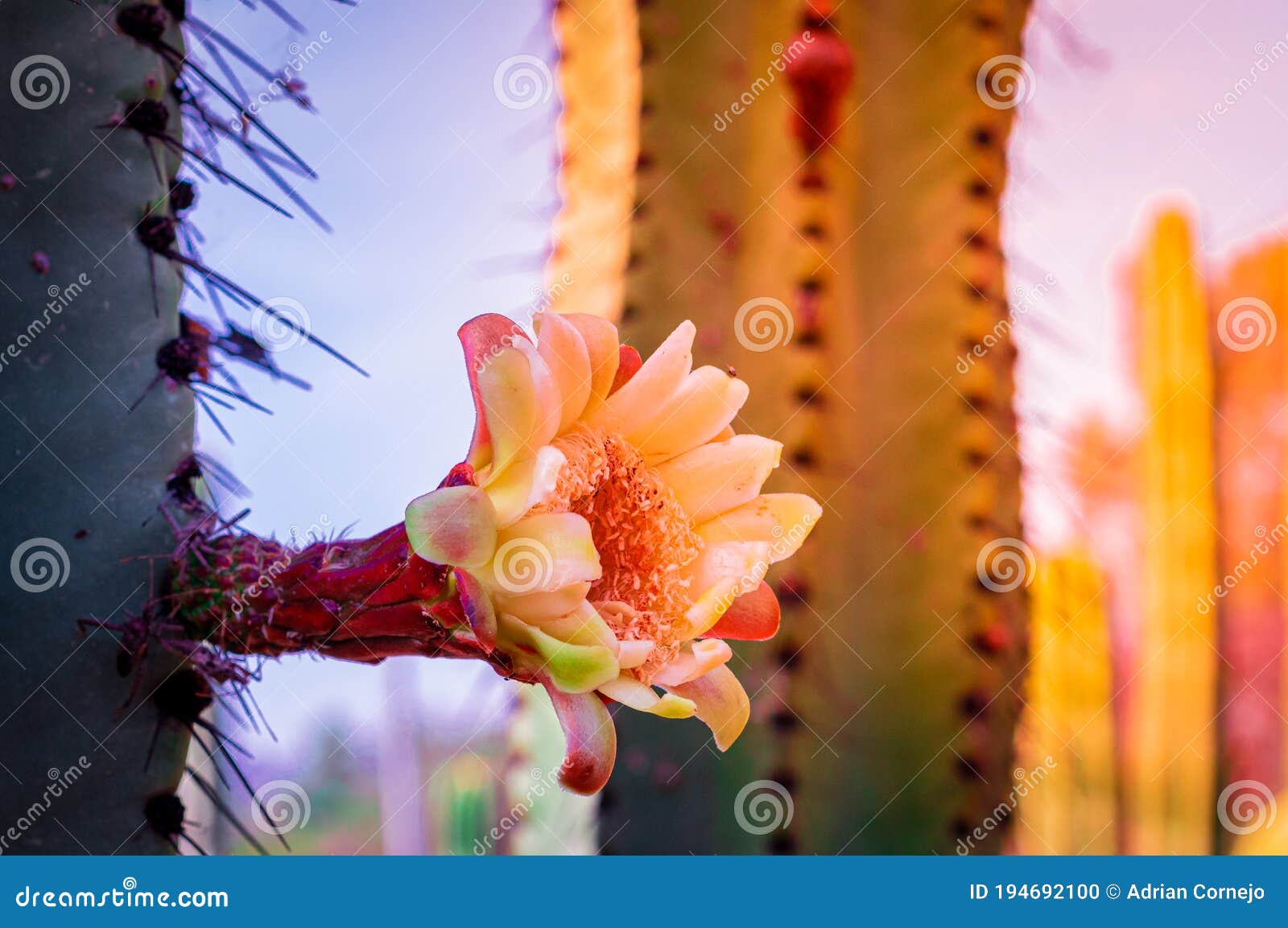 birth of a flower in a cactus pitaya