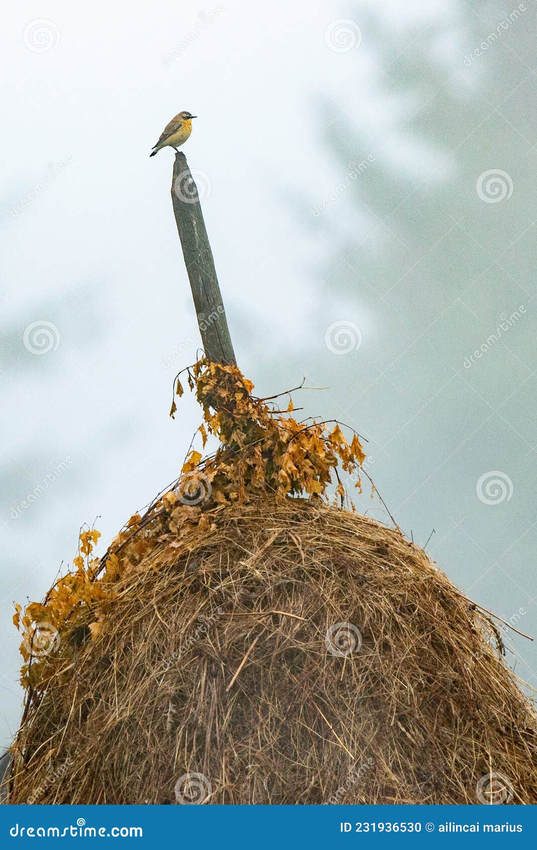 Birth nature mountain stock photo. Image of landscape - 231936530