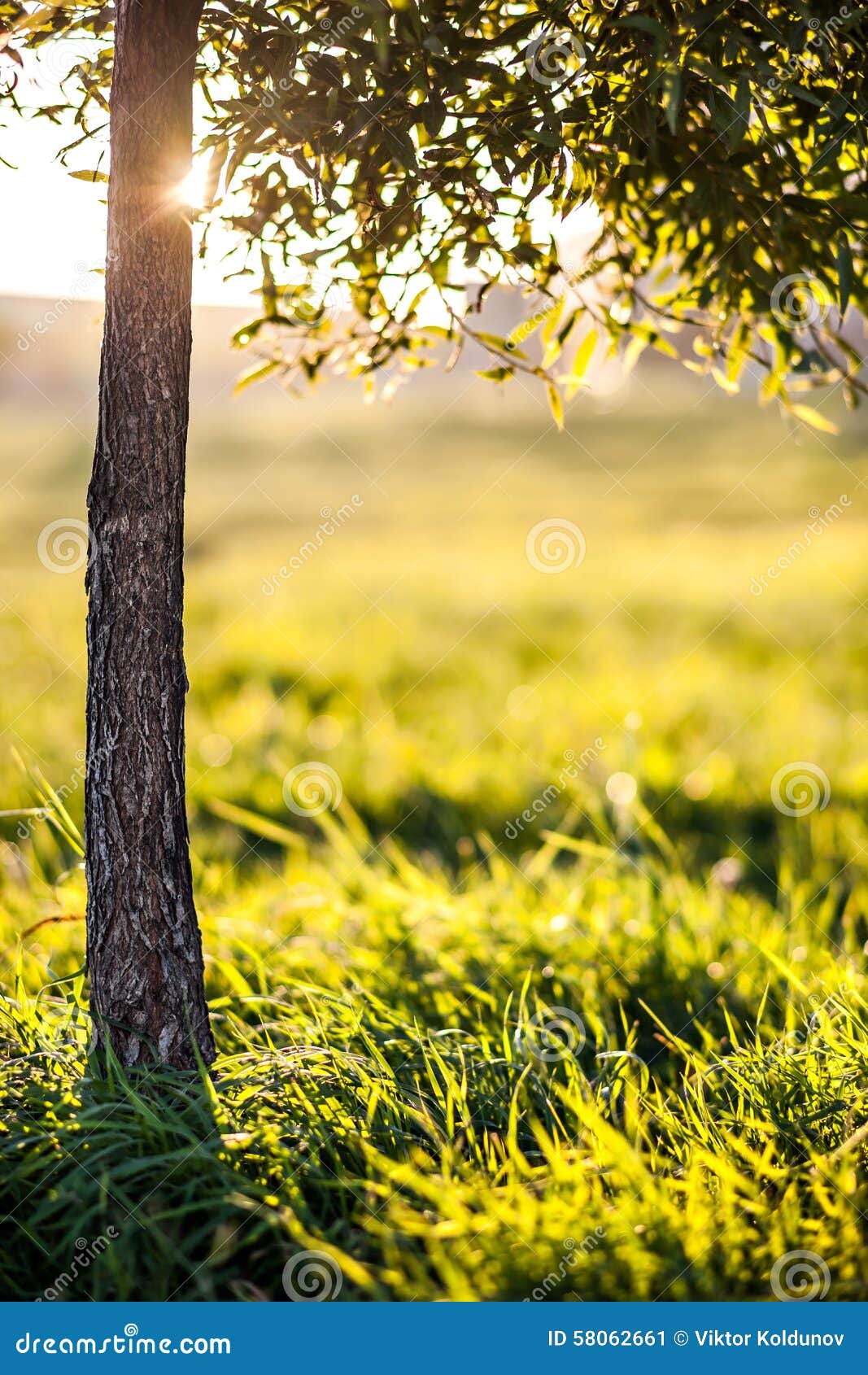 The Birth of a New Day in Nature Stock Image - Image of spring ...