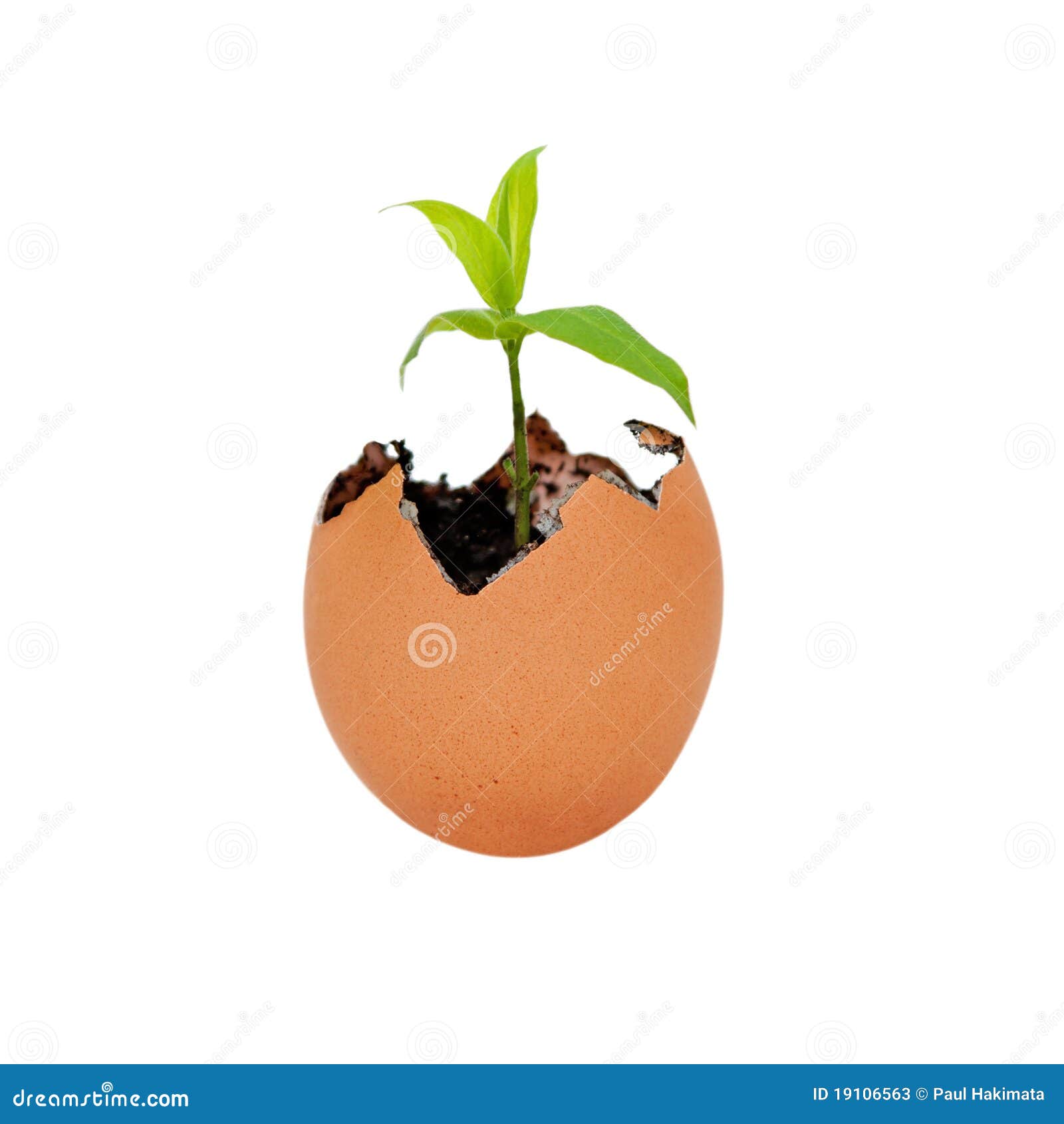 Birth of new life growth. Brown egg shell cracked open with Earth dirt sand and sprouting green plant growing metaphor for new life and environment, isolated.