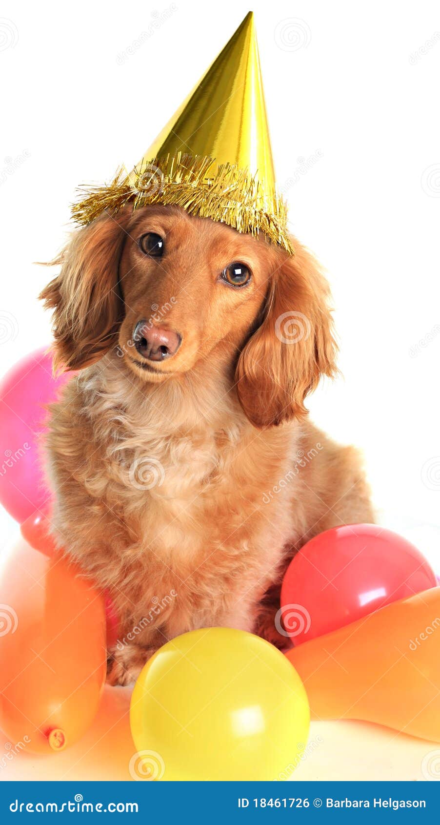 free dachshund birthday clip art - photo #39