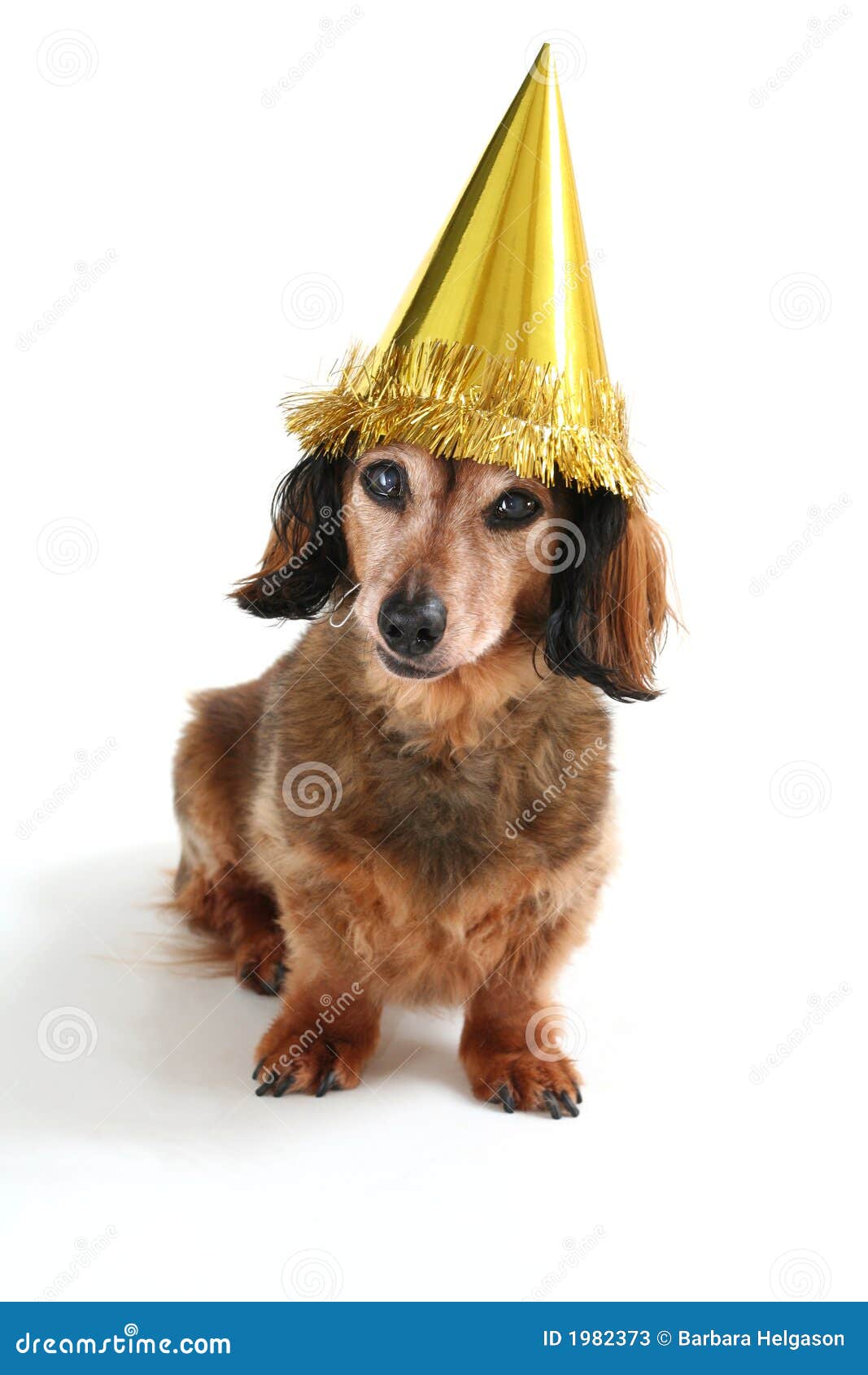 Birthday dog stock image. Image of congratulations, gloomy ..., free images for happy birthday friend