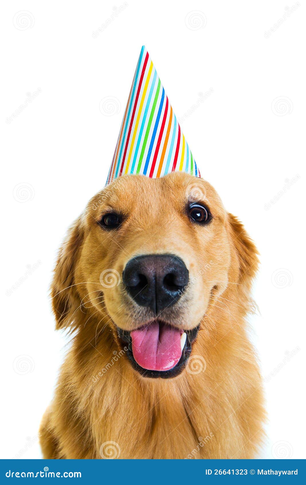 Birthday Dog stock image. Image of smile, golden, background - 26641323