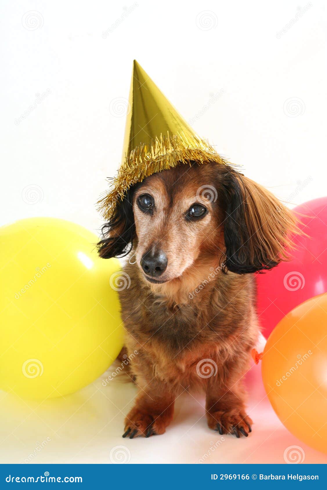 How Often Do Dogs Have Birthdays