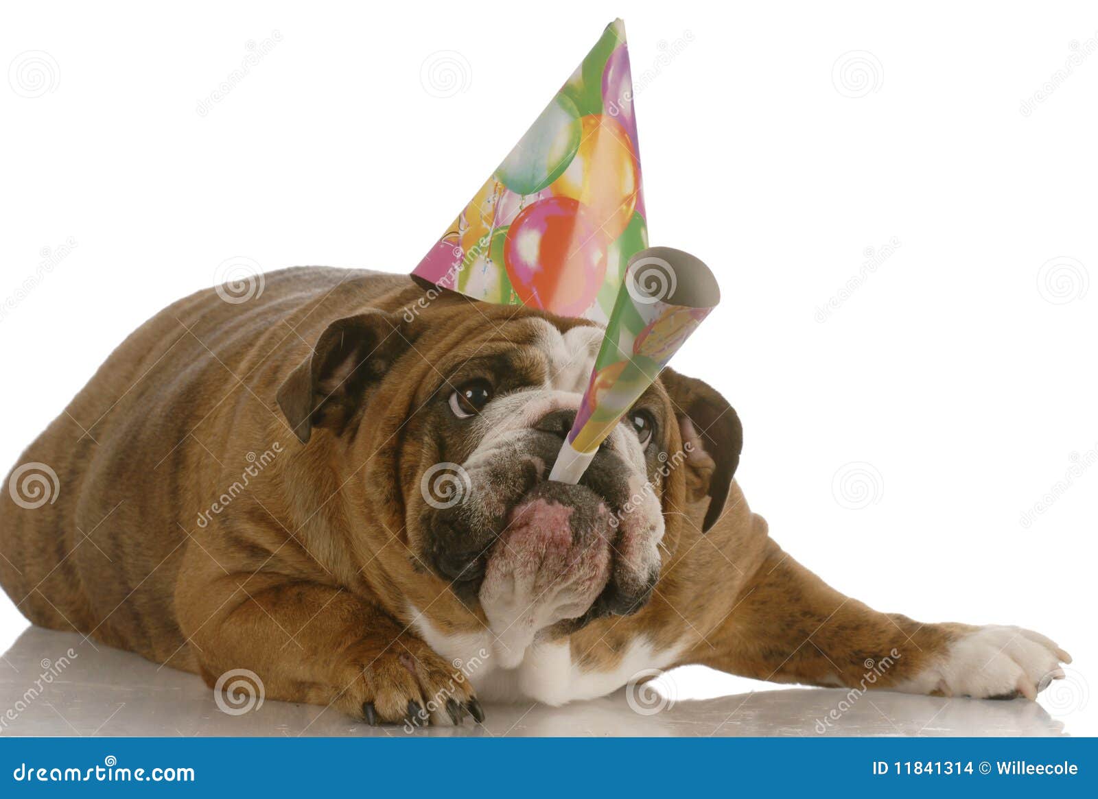 birthday dog blowing horn
