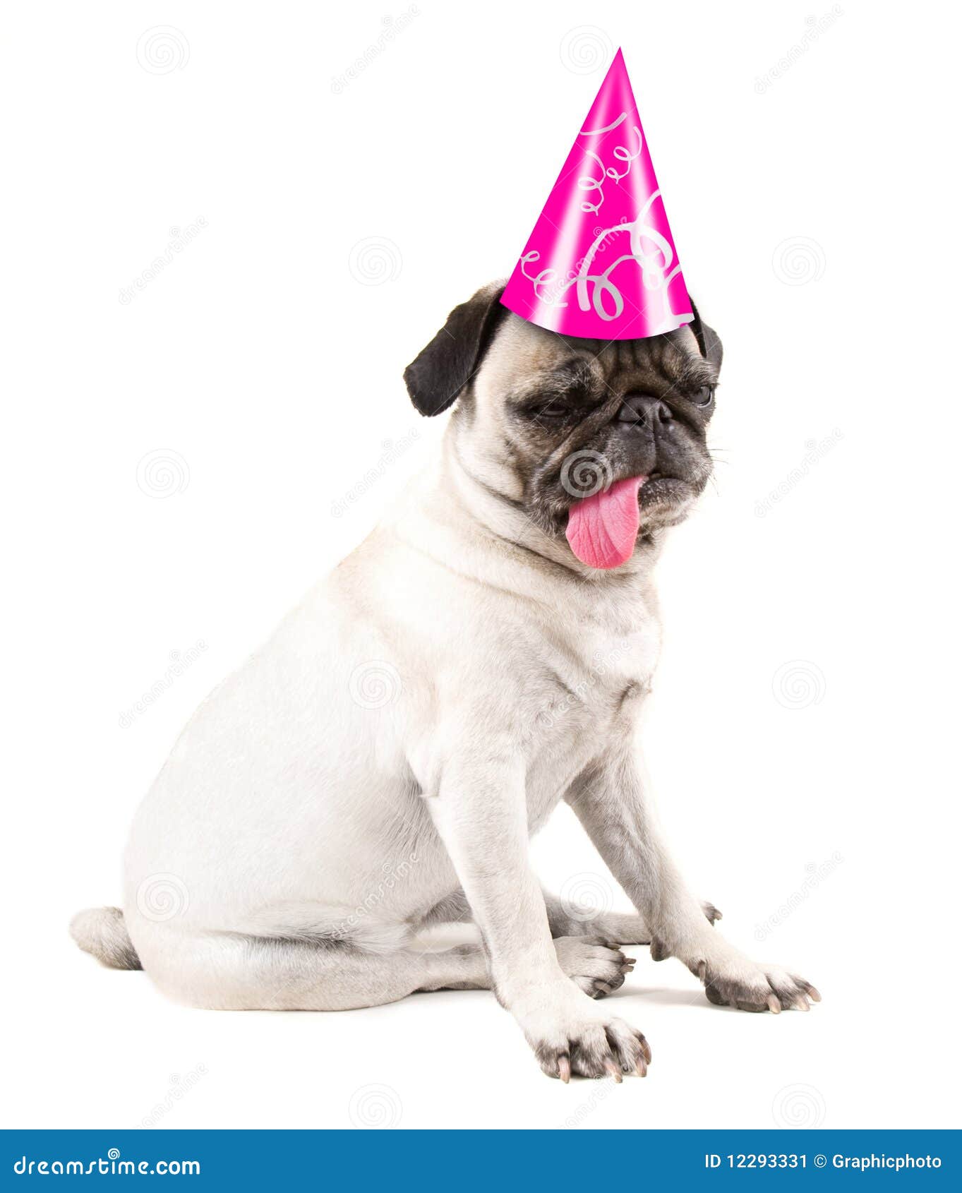 Birthday pug stock image. Image of howl, ears, humor ...