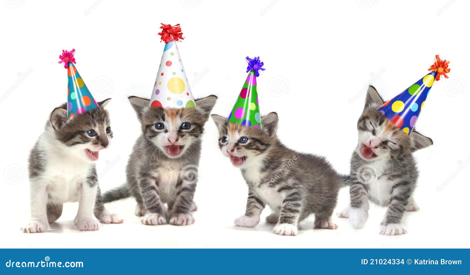 Birthday Song Singing Kittens On White Background Stock Images Image