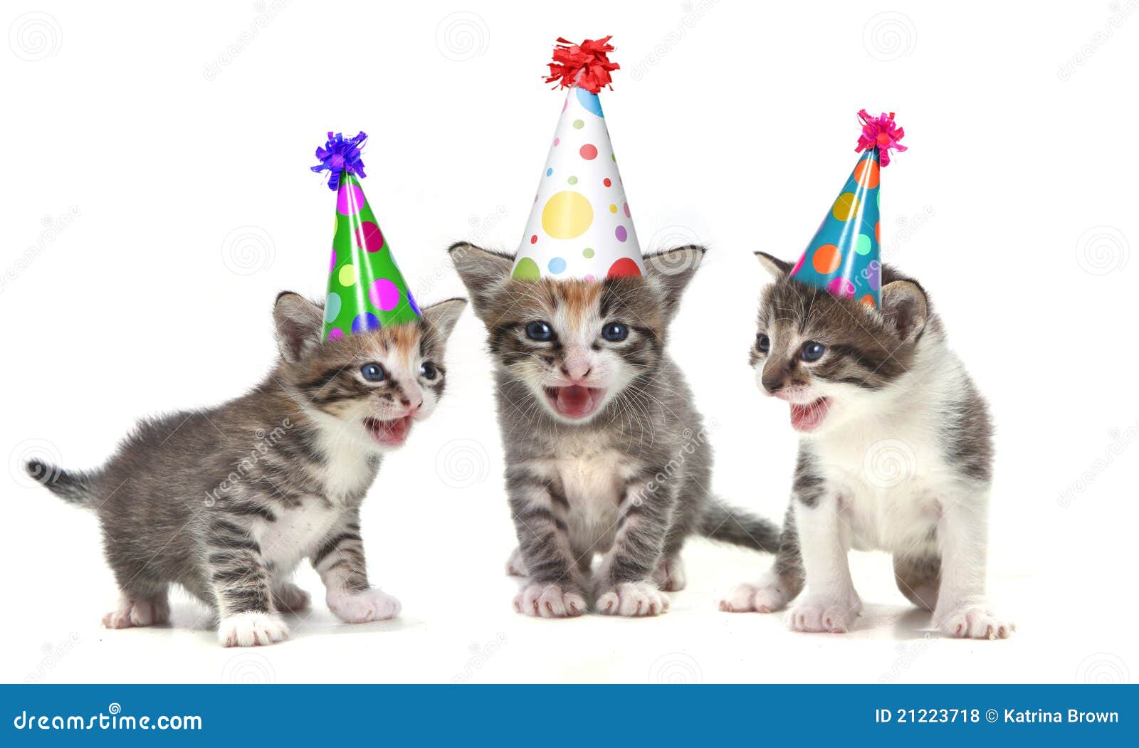 Birthday Song Singing Kittens On White Background Royalty Free Stock