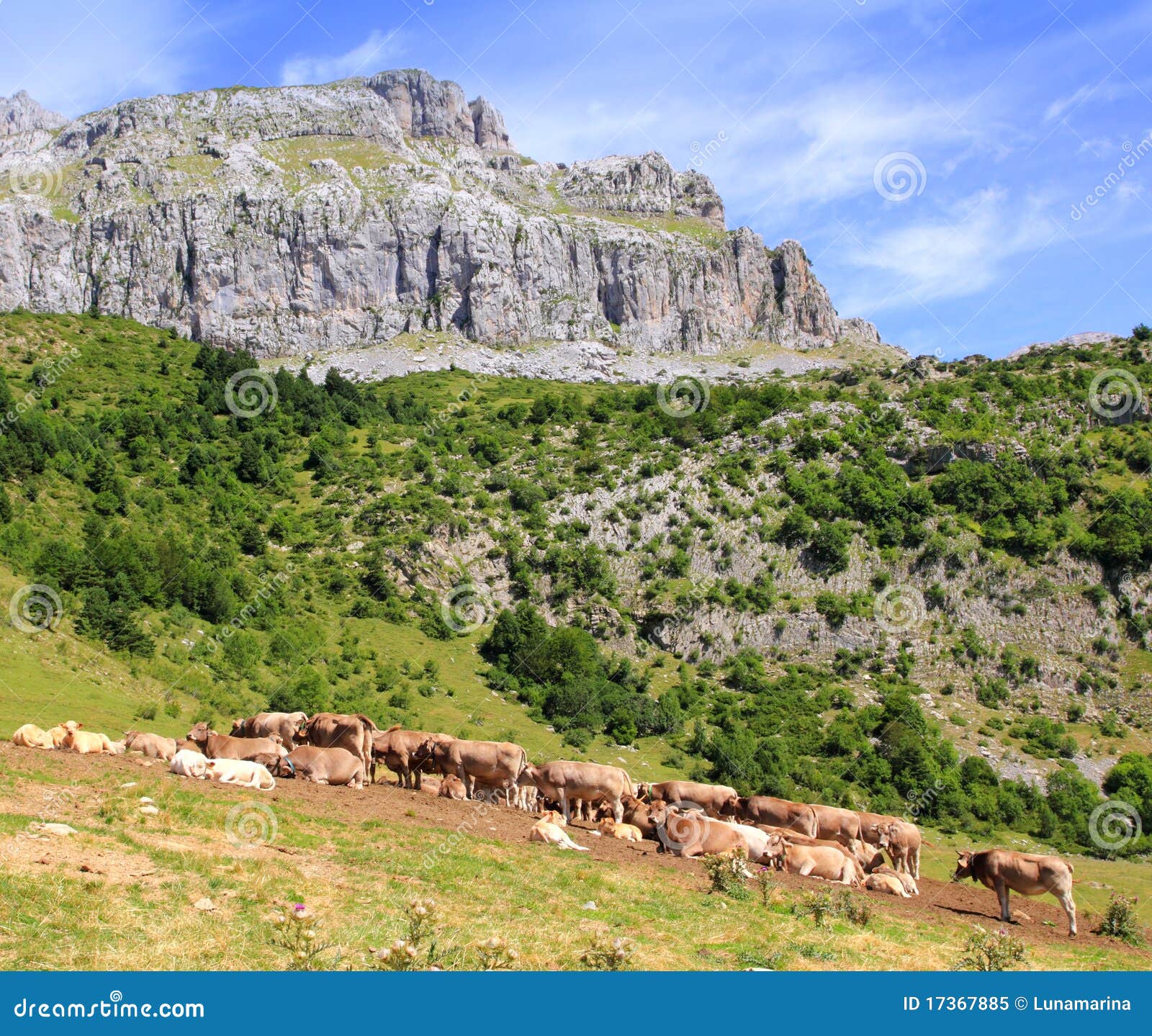 Bisaurin HöchstPyrenees schüchtern Vieh auf Tal ein. Bisaurin HöchstPyrenees schüchtern Vieh auf Talwiese Huesca Spanien ein