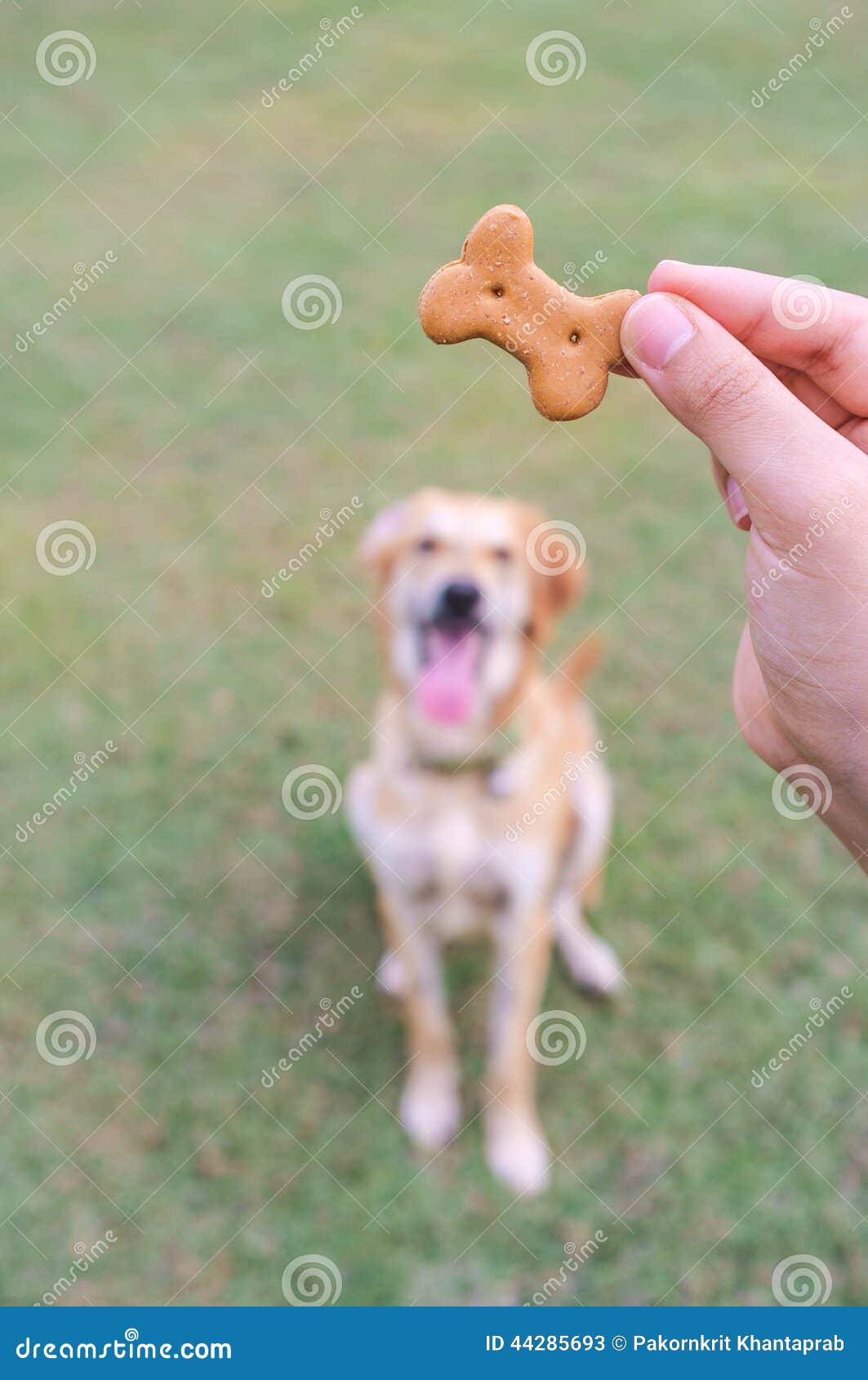 Biscotto Per Cani Per Prepararsi Immagine Stock Immagine di razza