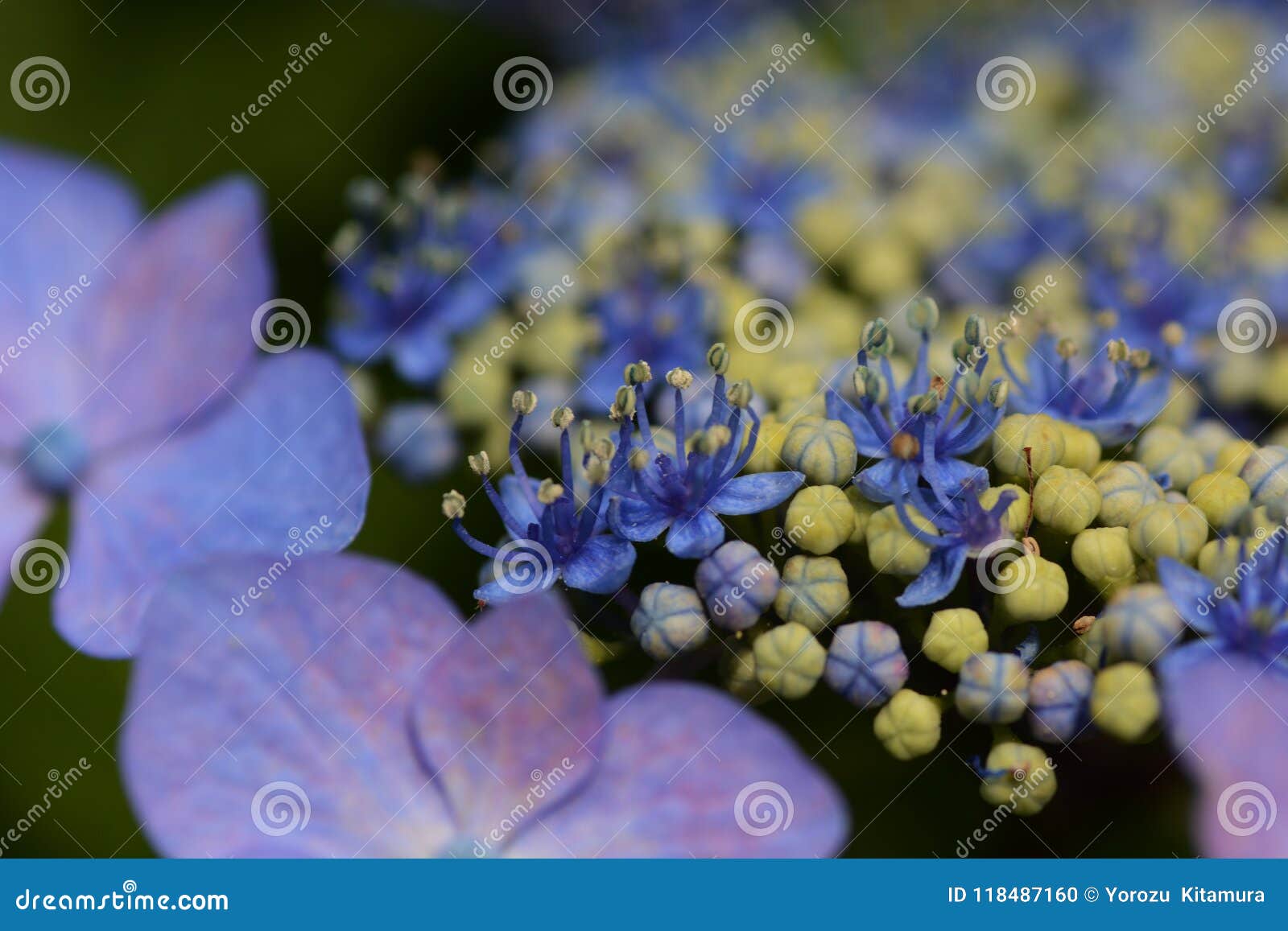 Bisexual Flowers of Lacecap Hydrangea Stock Photo Image of fresh