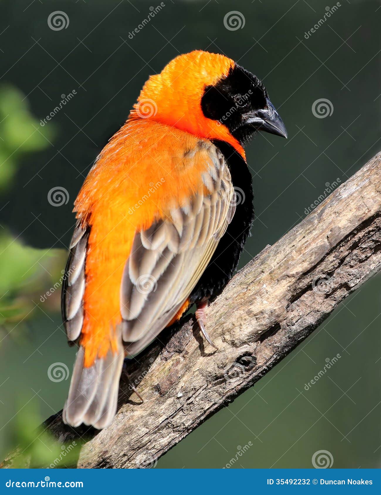 bishop weaver bird