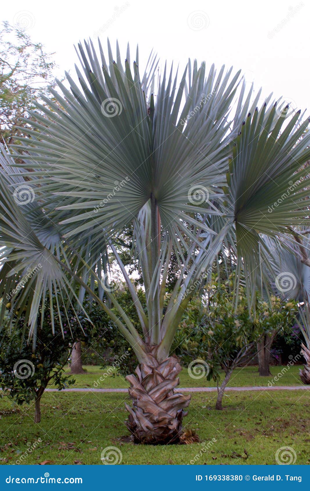 bismarck palm  837866