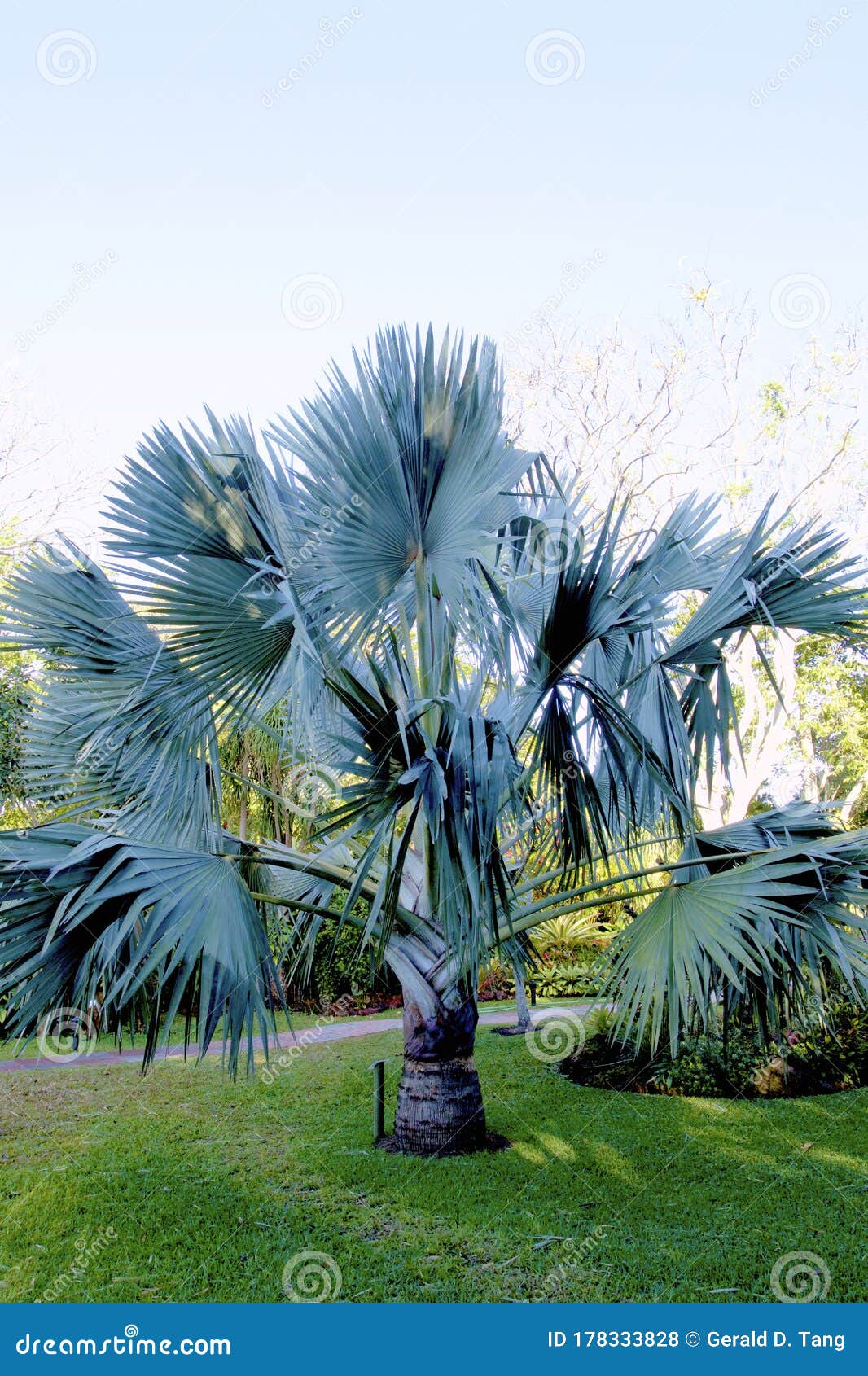 bismarck palm  837878