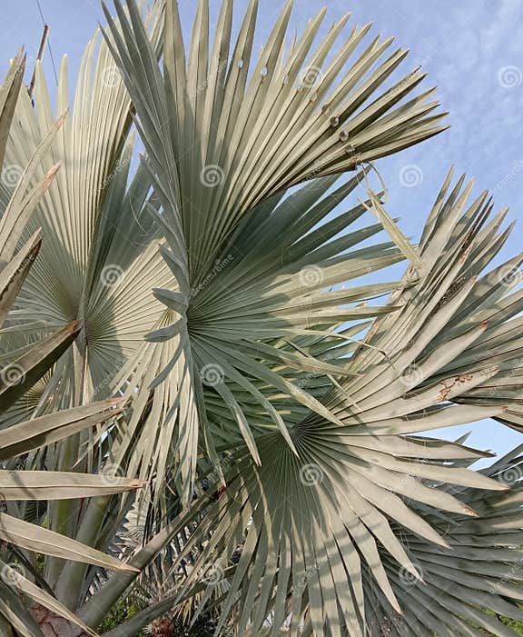 Bismarckpalme Auf Grünem Gras Und Blätter Ist Eine Einzige Palme
