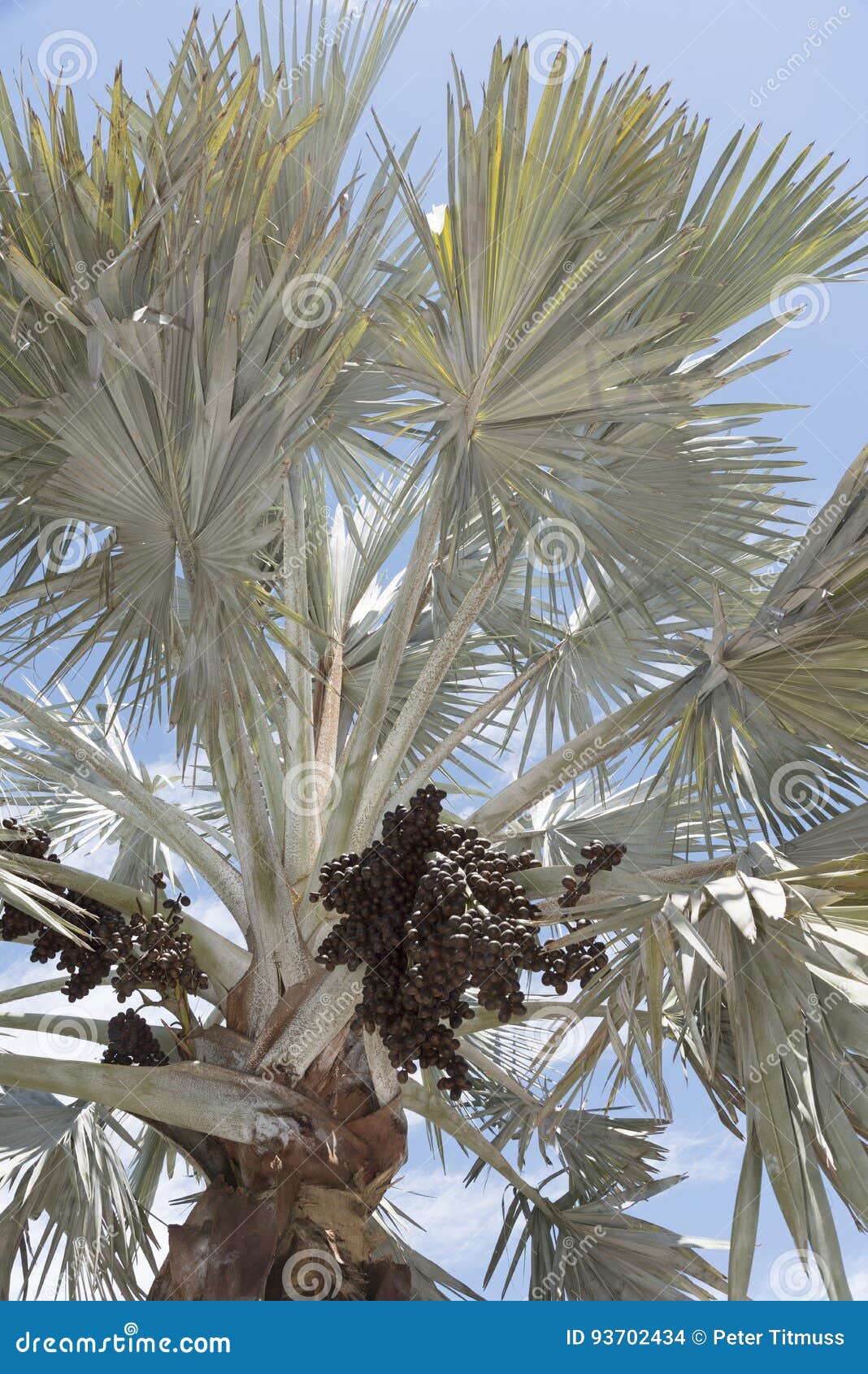 bismark palm and cluster of drupes