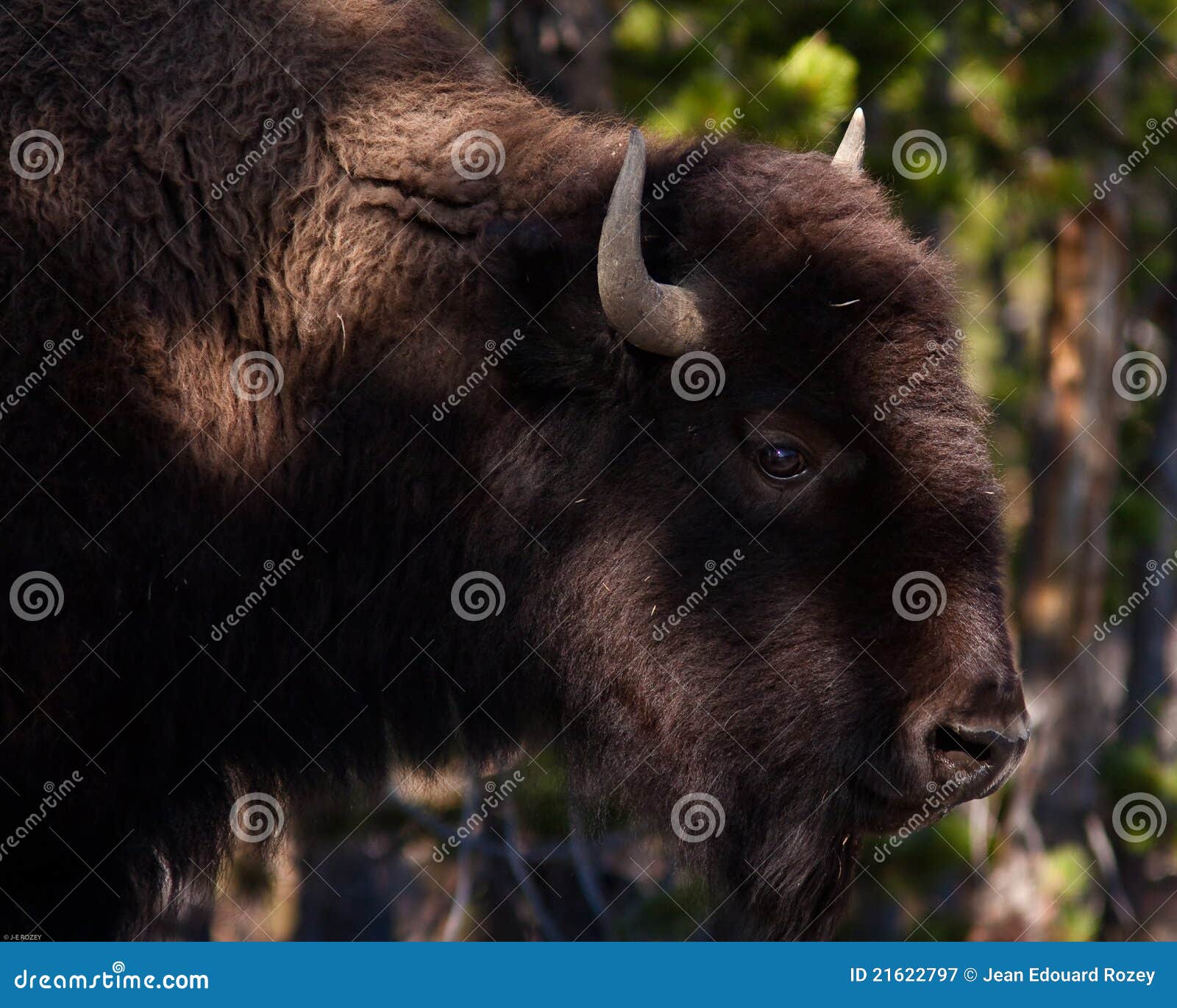 Bison stock image. Image of yellowstone, horn, herbivore 21622797